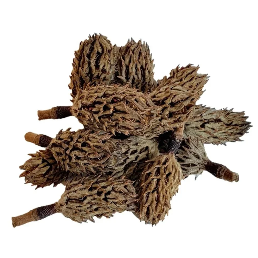 Magnolia Seed Pods, 12 Pack for Bioactive Enclosures, Terrariums,